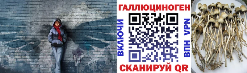 Купить  Ангарск  Псилоцибиновые грибы Psilocybine cubensis 